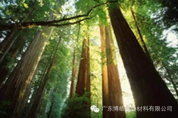 【博皓感悟】欲為大樹，莫與草爭-2