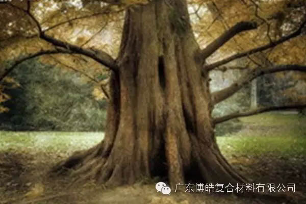 【博皓感悟】欲為大樹，莫與草爭-4